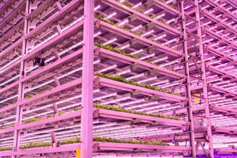 Wasabi farming in Japan is in decline and this vertical farm in Hong Kong is filling the gap