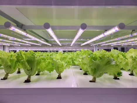 Vertical farms to transform agricultural promotion zones in Korea