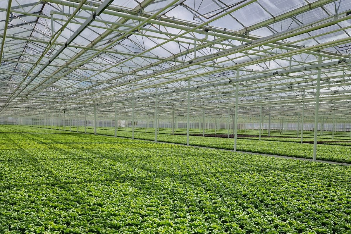 Leafy Hydroponics Summit 2024 to kick off on June 1718