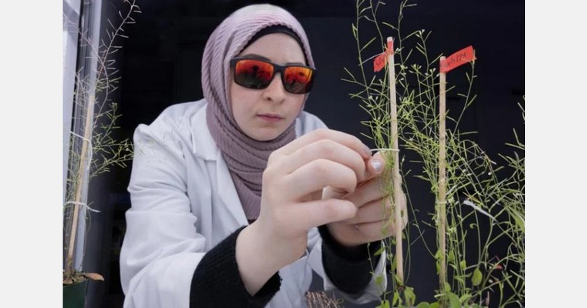 CAN (ON): Toronto university plant biologists use high-tech growth chambers to develop stronger crops