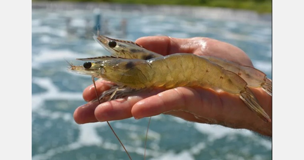 freshwater shrimp farming