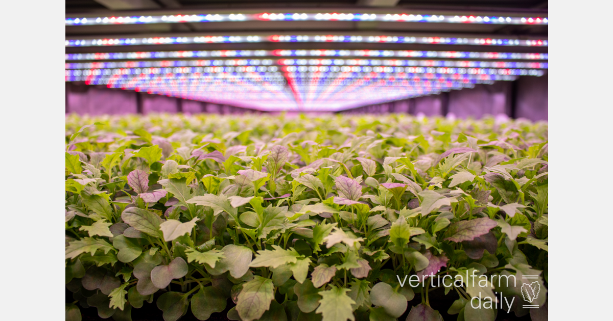 Pod Farms, Established in Upstate, Expands with Vertical Hydroponics Technology