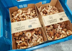 Wholesale packaging for mushrooms 