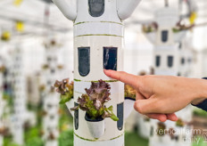 All water is filtered, and pumped to the growing towers, where it drips down equally so every plant receives a similar amount of nutrients