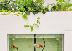 A tiny aquaponic set up that is designed for STEM education