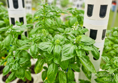 Basil cultivation