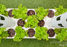 At the feet of the growing towers, unused space is filled up with space for other products, such as lettuce