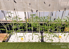 The team is also testing tomato cultivation with aquaponics