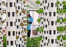 If it rains, sheets are taken down to prevent water from entering the greenhouse 