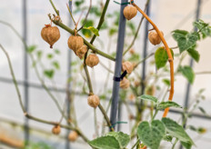 On top of greens, the R&D team has been able to grow Japanese lantern fruit as well which is almost ready for harvest