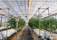 The semi-dry aeroponics tested on tomatoes