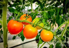 Tomato close-up