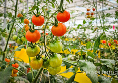 Happy tomatoes! 