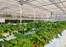 Yanmar's strawberry trial 