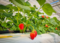 Strawberry close-up