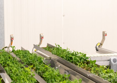 Through cameras, all badges are monitored and send to their designated location in the farm